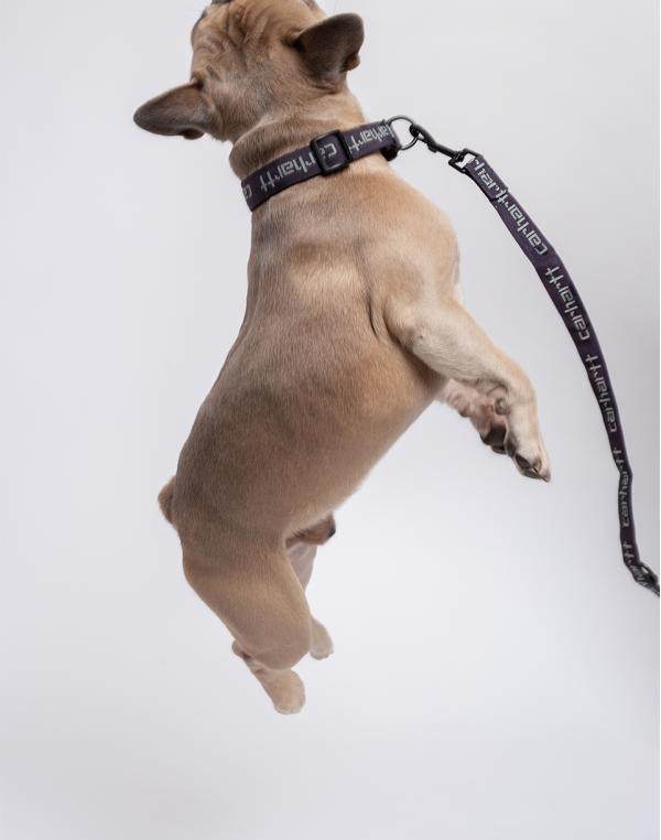 Carhartt WIP Script Dog Leash & Collar Artichoke / Misty Sage