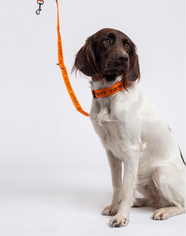 Carhartt WIP Script Dog Leash & Collar Carhartt Orange / Black